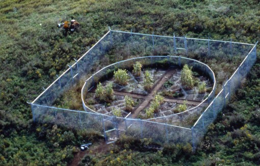 Revival Fields, Mel CHIN, 1991, ongoing, USA