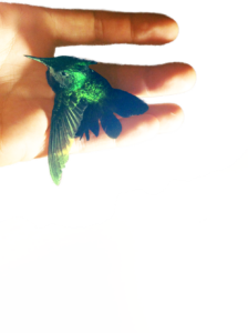 http://art-to-act.org/wp-content/uploads/2018/12/Colibri-Vert-ART-to-ACT-300x300.png