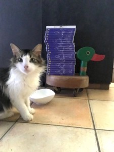 http://art-to-act.org/wp-content/uploads/2019/03/Le-Chat-ART-to-ACT-1-300x300.jpg