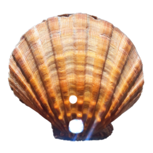 http://art-to-act.org/wp-content/uploads/2019/06/Coquillage-Pecten-Maximus-ART-to-ACT-pam-300x300.png
