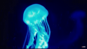 http://art-to-act.org/wp-content/uploads/2020/08/Box-Jellyfish-300x300.gif