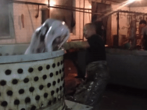 http://art-to-act.org/wp-content/uploads/2020/08/Dog-boiled-with-man-300x225.gif