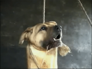 http://art-to-act.org/wp-content/uploads/2020/08/Dog-kill-300x225.gif