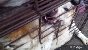 http://art-to-act.org/wp-content/uploads/2020/08/Dog-meat-Korean-300x300.jpg