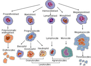 http://art-to-act.org/wp-content/uploads/2020/08/Illu_blood_cell_lineage-300x300.jpg