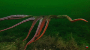 http://art-to-act.org/wp-content/uploads/2020/08/Octopus-sea-move-300x300.gif