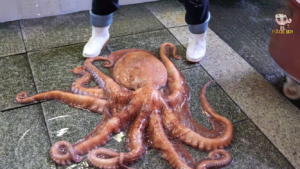 http://art-to-act.org/wp-content/uploads/2020/08/Octopuss-horor-300x300.png