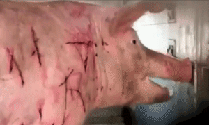 http://art-to-act.org/wp-content/uploads/2020/08/Pig-sequel-300x180.gif