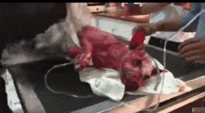 http://art-to-act.org/wp-content/uploads/2020/08/dog-boiled-300x300.gif