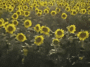 http://art-to-act.org/wp-content/uploads/2020/10/Tournesol-field-300x224.gif