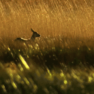 http://art-to-act.org/wp-content/uploads/2020/12/Animal-in-field-1-300x300.gif