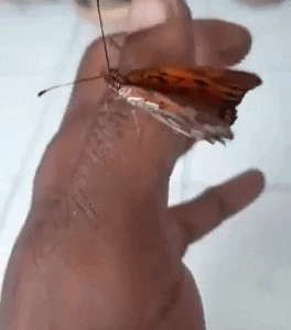 http://art-to-act.org/wp-content/uploads/2020/12/C0395F16-9EBC-4D21-9CBA-91AD38617A54-264x300.gif