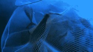 http://art-to-act.org/wp-content/uploads/2020/12/Fish-net-1-300x300.gif