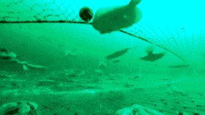 http://art-to-act.org/wp-content/uploads/2020/12/Underwater-Fishes-net-300x300.gif