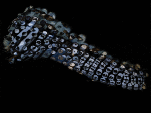 http://art-to-act.org/wp-content/uploads/2021/04/ezgif.com-gif-maker-70-300x300.gif