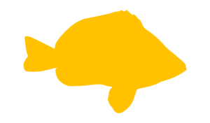 http://art-to-act.org/wp-content/uploads/2021/07/Animaux-Marins-5-300x300.png