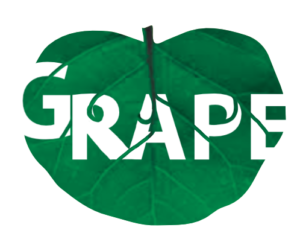 http://art-to-act.org/wp-content/uploads/2021/07/Grape-2-300x300.png