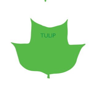 http://art-to-act.org/wp-content/uploads/2021/07/Tulip-300x300.png