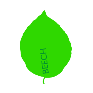 http://art-to-act.org/wp-content/uploads/2021/07/beech-leave-300x300.png