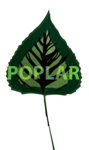 http://art-to-act.org/wp-content/uploads/2021/07/poplar-300x300.png