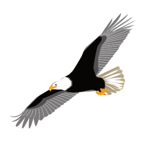 http://art-to-act.org/wp-content/uploads/2021/08/Eagle-300x300.png