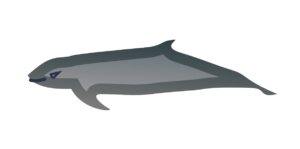 http://art-to-act.org/wp-content/uploads/2021/08/Irrawaddy-Dolphin-300x300.png