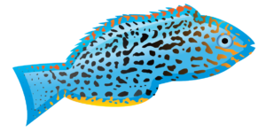 http://art-to-act.org/wp-content/uploads/2021/08/LEOPARD-WRASSE-1-300x300.png