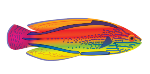 http://art-to-act.org/wp-content/uploads/2021/08/Purplelined-Fairy-Wrasse-300x300.png