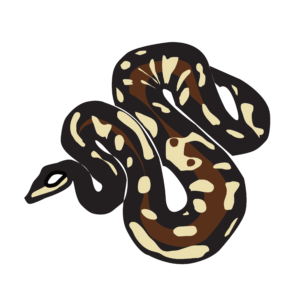 http://art-to-act.org/wp-content/uploads/2021/08/Royal-python-300x300.png