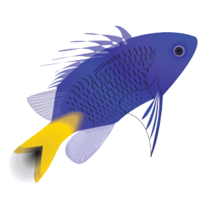 http://art-to-act.org/wp-content/uploads/2021/08/blue-devil-damselfish-300x300.png