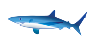 http://art-to-act.org/wp-content/uploads/2021/08/blue-shark-1-300x300.png