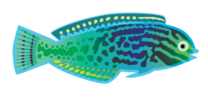 http://art-to-act.org/wp-content/uploads/2021/08/blue-star-leopard-wrasse-300x300.png