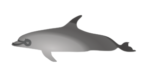 http://art-to-act.org/wp-content/uploads/2021/08/bottlenose-Dolphin-300x300.png