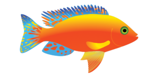 http://art-to-act.org/wp-content/uploads/2021/08/fairy-Wrasse-300x300.png