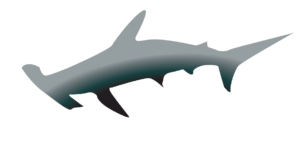 http://art-to-act.org/wp-content/uploads/2021/08/hammerhead-shark-1-300x300.png