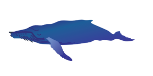 http://art-to-act.org/wp-content/uploads/2021/08/humback-Whale-300x300.png