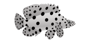 http://art-to-act.org/wp-content/uploads/2021/08/humpback-grouper-300x300.png
