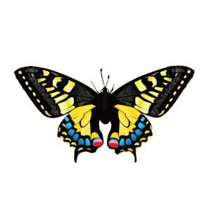 http://art-to-act.org/wp-content/uploads/2021/08/machaon-300x300.png