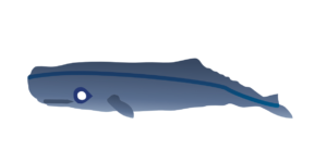 http://art-to-act.org/wp-content/uploads/2021/08/sperm-Whale-300x300.png