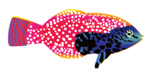 http://art-to-act.org/wp-content/uploads/2021/08/vermiculate-wrasse-300x300.png