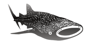 http://art-to-act.org/wp-content/uploads/2021/08/whale-shark-1-300x300.png