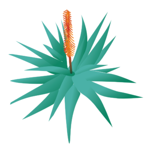 http://art-to-act.org/wp-content/uploads/2021/09/Aloe-ferox-300x300.png