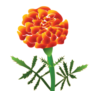 http://art-to-act.org/wp-content/uploads/2021/09/Marigold-300x300.png