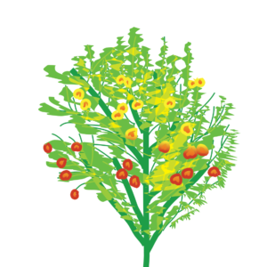 http://art-to-act.org/wp-content/uploads/2021/09/pear-tree-300x300.png