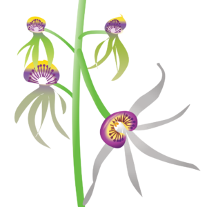 http://art-to-act.org/wp-content/uploads/2021/09/shell-orchid-300x300.png